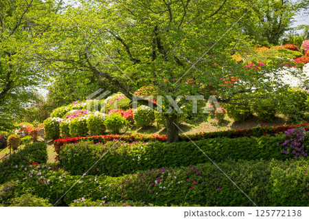 Colorful azalea flowers bloom at Nichirinji Temple 125772138
