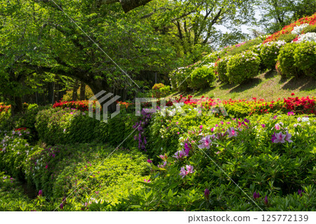 Colorful azalea flowers bloom at Nichirinji Temple 125772139