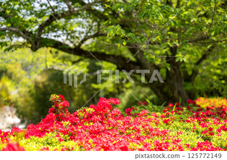 Colorful azalea flowers bloom at Nichirinji Temple Colorful azalea flowers bloom at Nichirinji Temple 125772149
