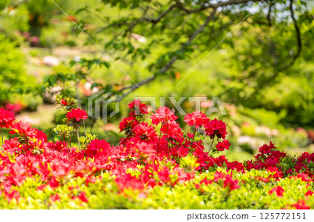 Colorful azalea flowers bloom at Nichirinji Temple 125772151