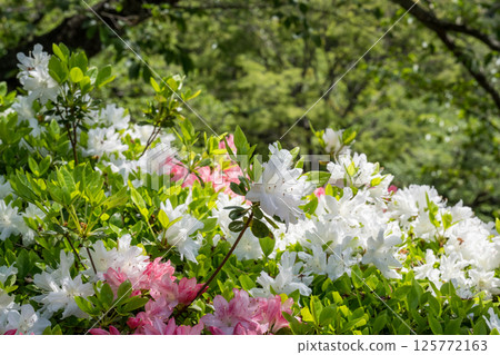 日林寺的杜鵑花盛開 日林寺的杜鵑花盛開 125772163