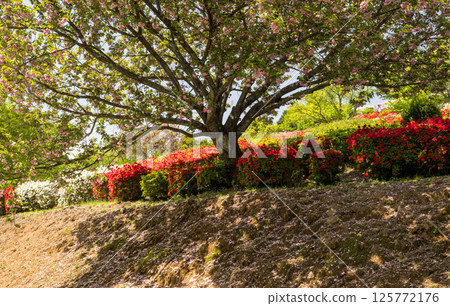 Colorful azalea flowers bloom at Nichirinji Temple 125772176