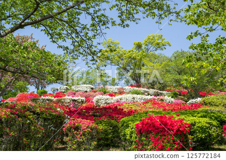 Colorful azalea flowers bloom at Nichirinji Temple 125772184