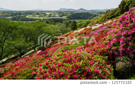 Colorful azalea flowers bloom at Nichirinji Temple 125772185