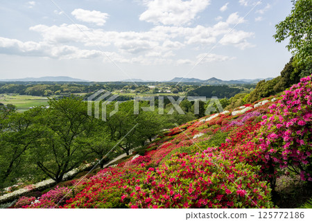 日林寺的杜鵑花盛開 日林寺的杜鵑花盛開 125772186