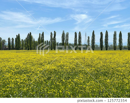 Italian canola flower plantation landscape 125772354