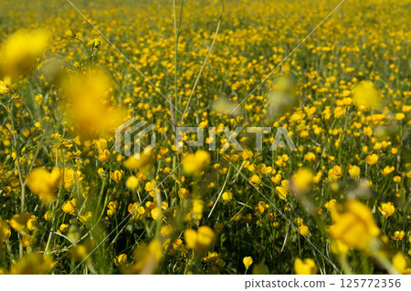Italian canola flower plantation landscape Italian canola flower plantation landscape 125772356