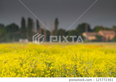 Italian canola flower plantation landscape 125772361