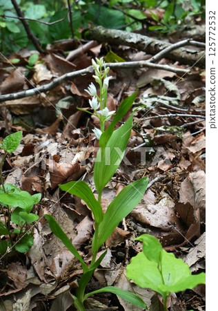 White silver flower 125772532