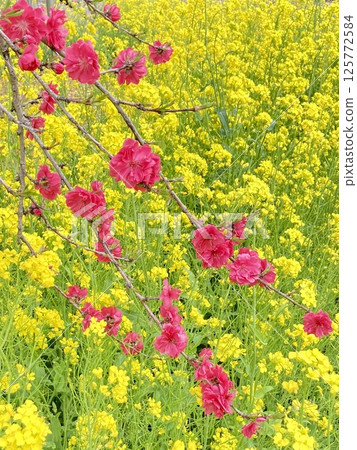 油菜花田裡的紅桃花 125772584