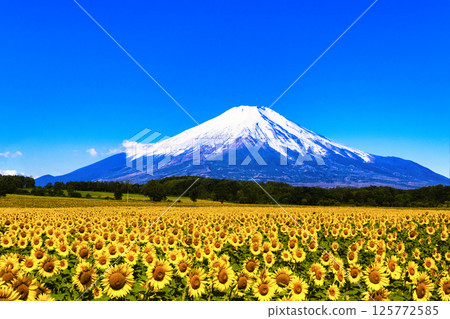 A composite of a sunflower field in Hokkaido and Mt. Fuji 125772585