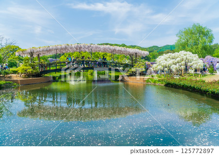 足利花卉公園的新綠色－薄紅橋 125772897