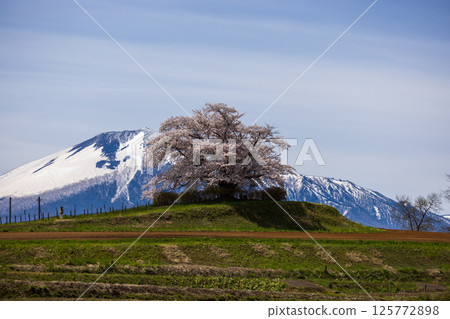 玉內的櫻花和岩手山的積雪 125772898