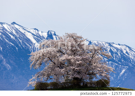 玉內的櫻花和岩手山的積雪 玉內的櫻花和岩手山的積雪 125772973