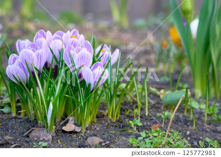 Cute purple lilac flowers of spring crocus vernus saffron in garden bed Cute purple lilac flowers of spring crocus vernus saffron in garden bed 125772981