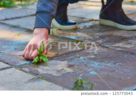A woman's hand pulls weeds out of the yard concrete slabs 125773043