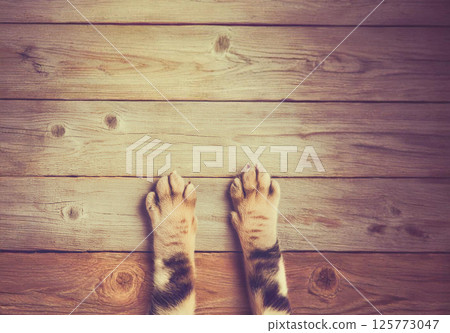 Cute cat paw copy space 1 125773047