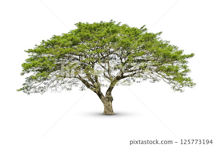 isolated big tree on White Background. Large trees database Botanical garden organization elements of Asian nature in Thailand, tropical trees isolated used for design, advertising and architecture isolated big tree on White Background. Large trees database Botanical garden organization elements of Asian nature in Thailand, tropical trees isolated used for design, advertising and architecture 125773194