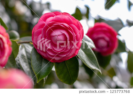 Camellia japonica flowering plant. Beautiful pink rose-like flowers. Camellia flowers and leaves. 125773768