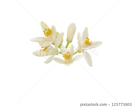 Orange tree white flowers and buds bunch isolated on white background. Citrus sinensis flowering plant. 125773803