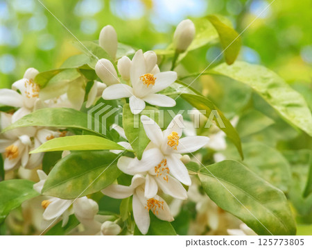 Orange tree flowers, leaves and buds on the blurred garden background. Citrus sinensis flowering plant. 125773805