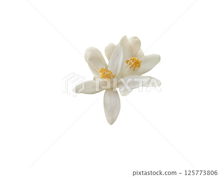 Orange blossom flowers and buds isolated on white background 125773806