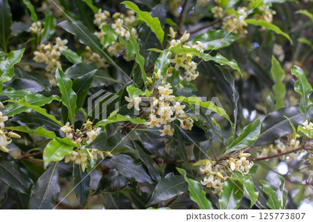 Pittosporum undulatum or sweet pittosporum white fragrant blossom. Ornamental tree blossom and lush foliage. 125773807
