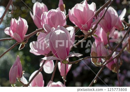 Magnolia soulangeana flowers in the back lit. Tulip tree ornamental plant branches. Saucer magnolia pink blossom. 125773808