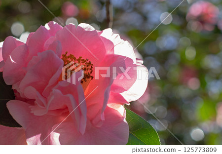 Pink camellia flower in the back lit. Flowering garden wallpaper. Natural aesthetic background. 125773809