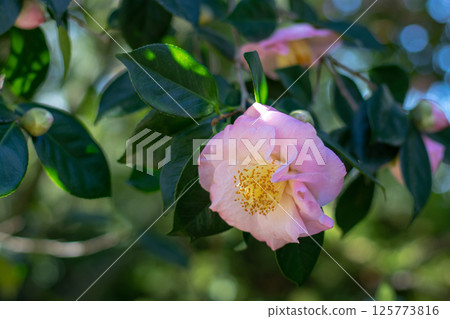 Camellia flower in the garden. Camellia japonica flowering plant. Beautiful pale pink flower and green leaves. Camellia flower in the garden. Camellia japonica flowering plant. Beautiful pale pink flower and green leaves. 125773816