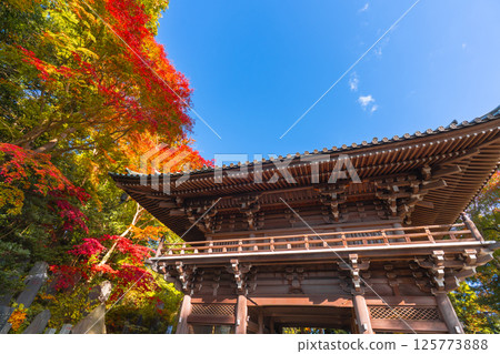 takao mountain, maple, yellow leafe 125773888