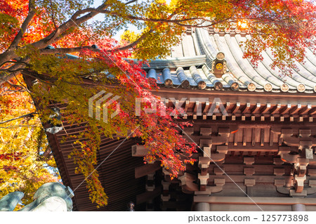 takao mountain, maple, yellow leafe 125773898