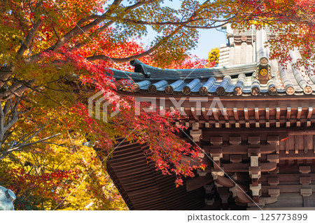 takao mountain, maple, yellow leafe 125773899