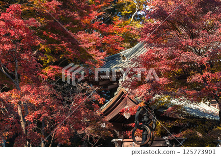 takao mountain, maple, yellow leafe 125773901
