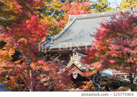 高尾山 楓樹 紅楓 125773903
