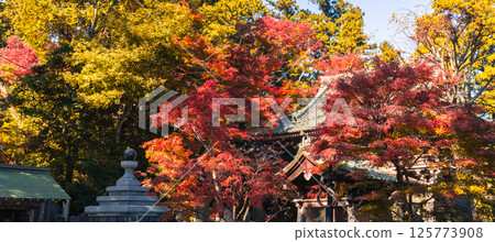 高尾山 楓樹 紅楓 125773908