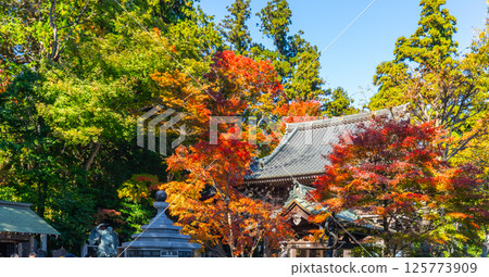 高尾山 楓樹 紅楓 125773909