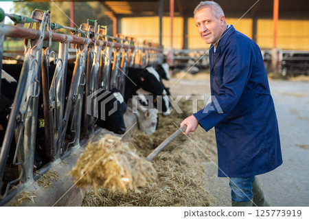 Male farmer feeding cows in stables with hay Male farmer feeding cows in stables with hay 125773919