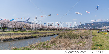 春季垂井町相川上空飄揚的鯉魚旗 125773995