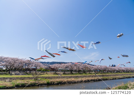 春季垂井町相川上空飄揚的鯉魚旗 春季垂井町相川上空飄揚的鯉魚旗 125774120