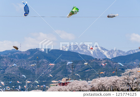 春季垂井町相川上空飄揚的鯉魚旗 春季垂井町相川上空飄揚的鯉魚旗 125774125