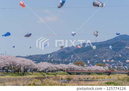 春季垂井町相川上空飄揚的鯉魚旗 125774126