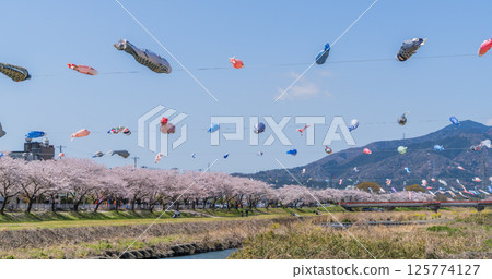 春季垂井町相川上空飄揚的鯉魚旗 春季垂井町相川上空飄揚的鯉魚旗 125774127