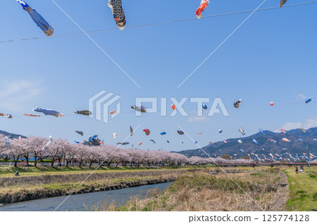 春季垂井町相川上空飄揚的鯉魚旗 春季垂井町相川上空飄揚的鯉魚旗 125774128