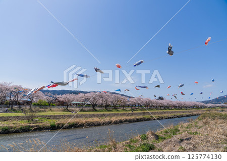 春季垂井町相川上空飄揚的鯉魚旗 春季垂井町相川上空飄揚的鯉魚旗 125774130