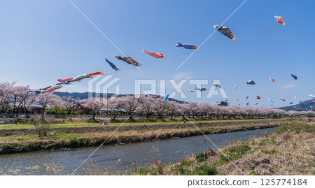 Carp streamers flying over Aikawa in Tarui Town in spring Carp streamers flying over Aikawa in Tarui Town in spring 125774184