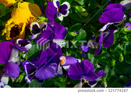 Purple yellow violets flowers on green meadow.Landscaping 125774287