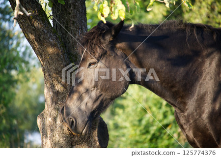 A majestic black horse finds solace by a tree, creating a tranquil and serene scene. 125774376