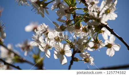 White cherry tree flowers blooming in spring against blue sky White cherry tree flowers blooming in spring against blue sky 125774382