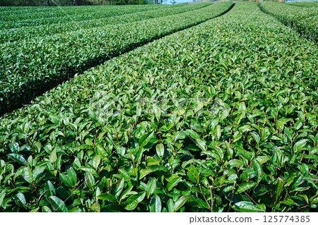 Tea leaves in tea fields, Japan 125774385